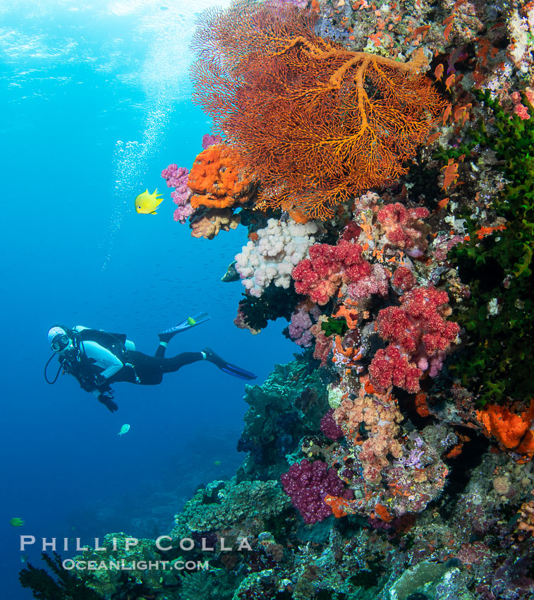 Beautiful Fijian Coral Reef with a Mix of Hard and Colorful Soft Corals., natural history stock photograph, photo id 41112