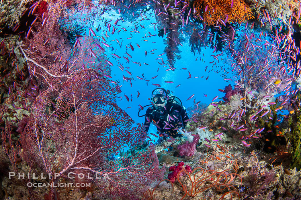 Tracy peers through a dense school of purple anthias fishes and sea fans in a natural coral arch at the dive site Kansas. Beautiful Fijian Coral Reef with a Mix of Hard and Colorful Soft Corals. Namena Marine Reserve, Namena Island, Pseudanthias, natural history stock photograph, photo id 41035