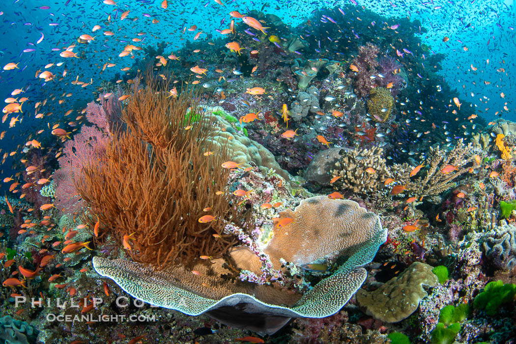 Beautiful Fijian Coral Reef with a Mix of Hard and Colorful Soft Corals. Vatu I Ra Passage, Bligh Waters, Viti Levu Island, natural history stock photograph, photo id 41071