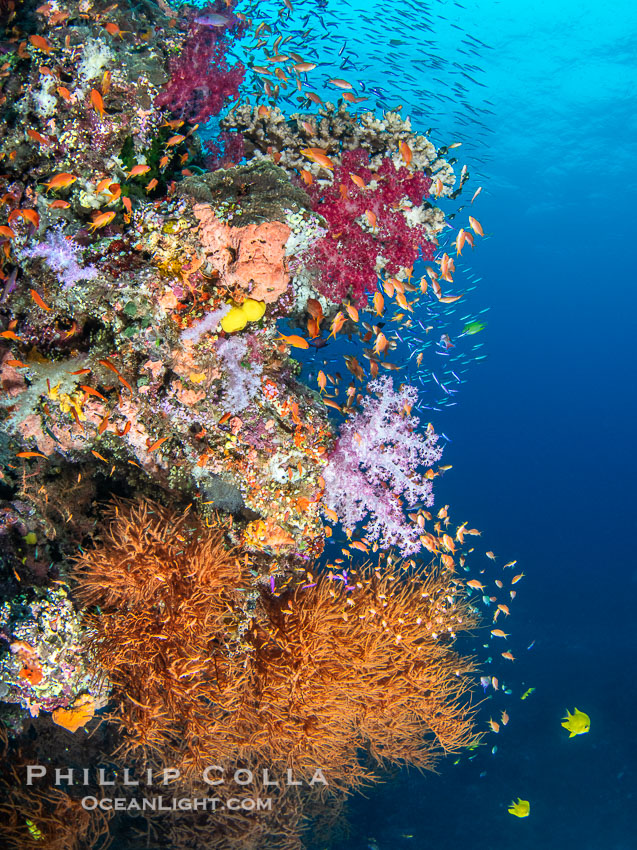 Beautiful Fijian Coral Reef with a Mix of Hard and Colorful Soft Corals., natural history stock photograph, photo id 41087