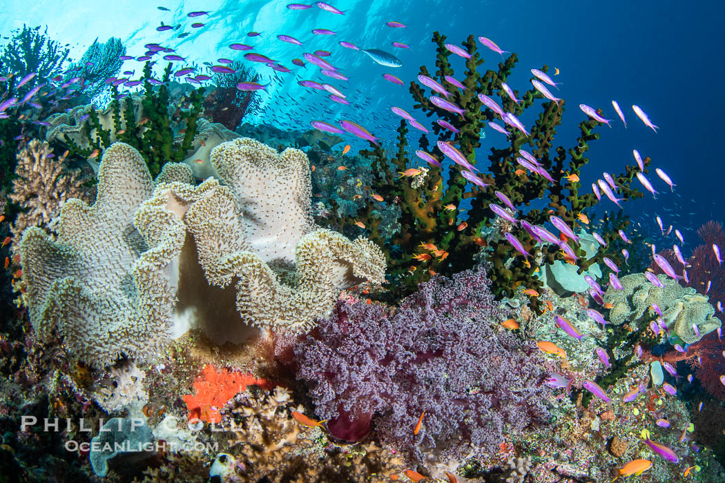 Beautiful Fijian Coral Reef with a Mix of Hard and Colorful Soft Corals. Namena Marine Reserve, Namena Island, natural history stock photograph, photo id 41133