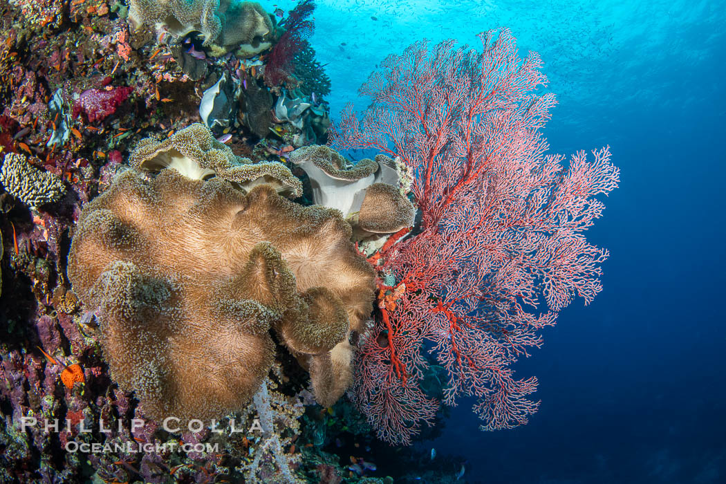 Beautiful Fijian Coral Reef with a Mix of Hard and Colorful Soft Corals., natural history stock photograph, photo id 41145