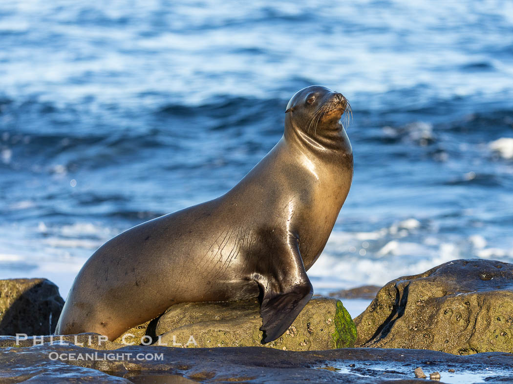 Beautiful golden female Calfornia sea lion on rocks at sunrise. This sea lion has hauled out of the ocean onto rocks near Point La Jolla to rest and warm in the morning sun. California, USA, Zalophus californianus, natural history stock photograph, photo id 38634