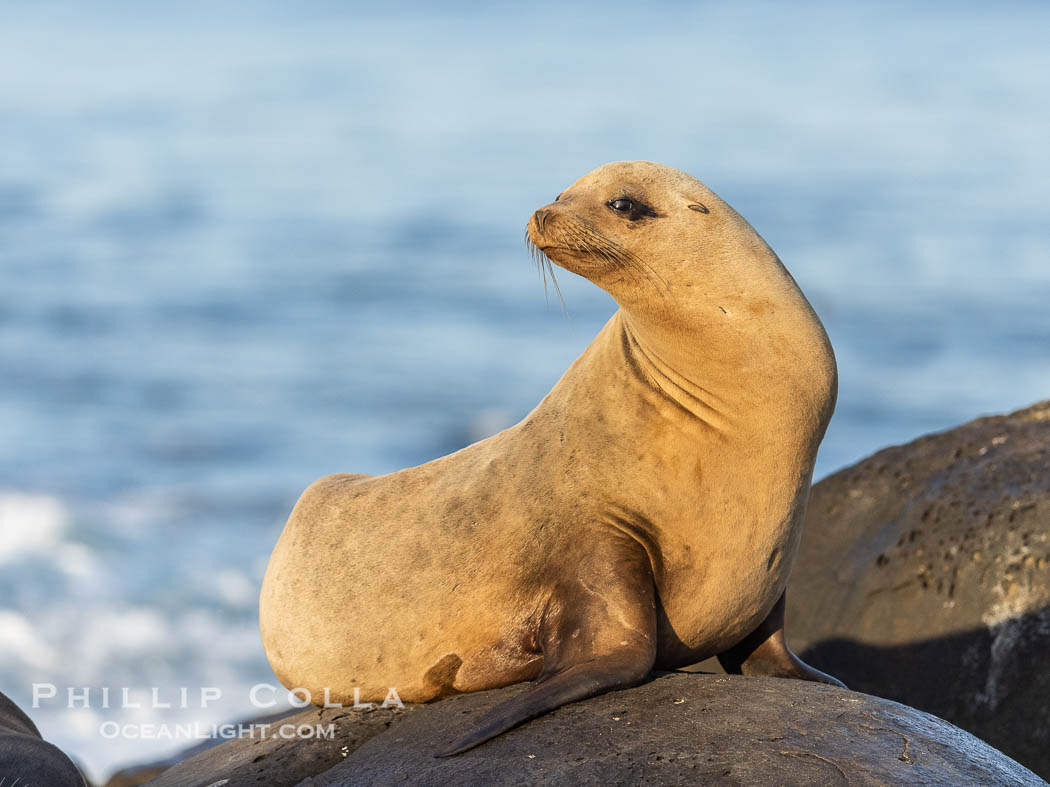 Beautiful golden female Calfornia sea lion on rocks at sunrise. This sea lion has hauled out of the ocean onto rocks near Point La Jolla to rest and warm in the morning sun. California, USA, Zalophus californianus, natural history stock photograph, photo id 38646