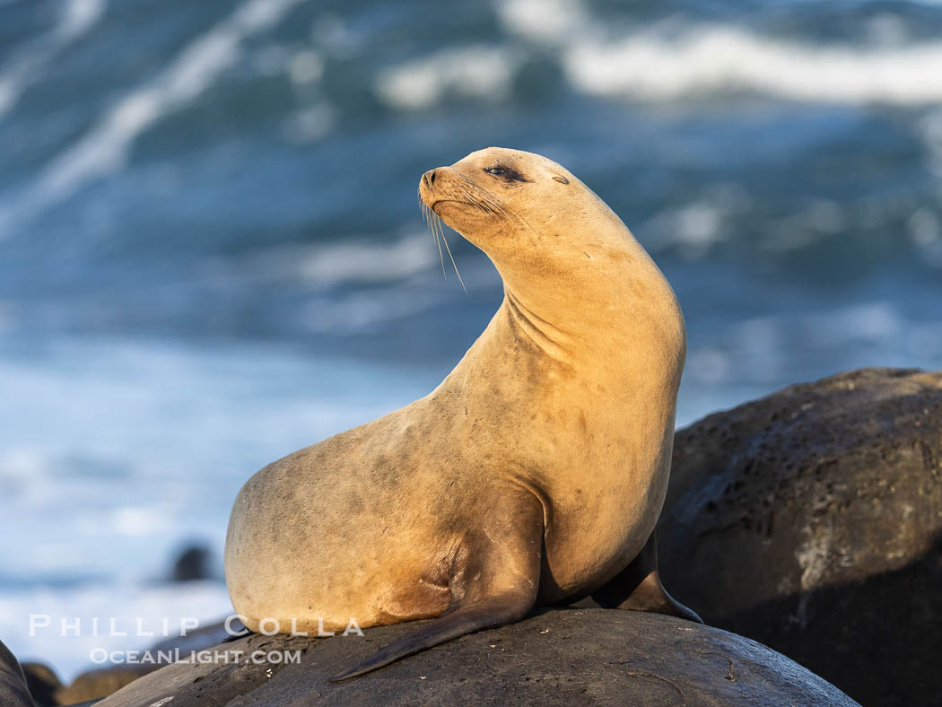 Beautiful golden female Calfornia sea lion on rocks at sunrise. This sea lion has hauled out of the ocean onto rocks near Point La Jolla to rest and warm in the morning sun. California, USA, Zalophus californianus, natural history stock photograph, photo id 38647