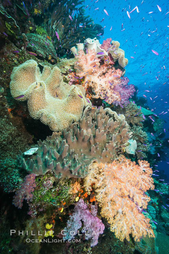 Spectacular pristine tropical reef, including dendronephthya soft corals, sarcophyton leather corals and schooling Anthias fishes, pulsing with life in a strong current over a pristine coral reef. Fiji is known as the soft coral capitlal of the world. Namena Marine Reserve, Namena Island, Dendronephthya, Pseudanthias, Sarcophyton, natural history stock photograph, photo id 31583