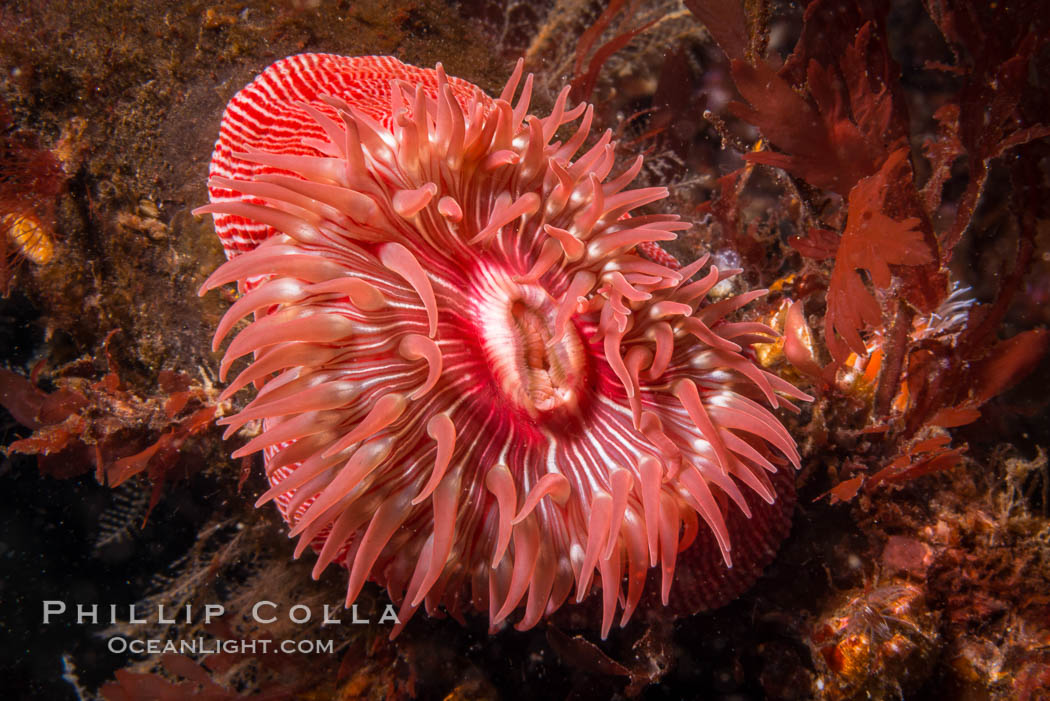 Beautiful Anemone on Rocky Reef near Vancouver Island, Queen Charlotte Strait, Browning Pass, Canada. British Columbia, natural history stock photograph, photo id 34358