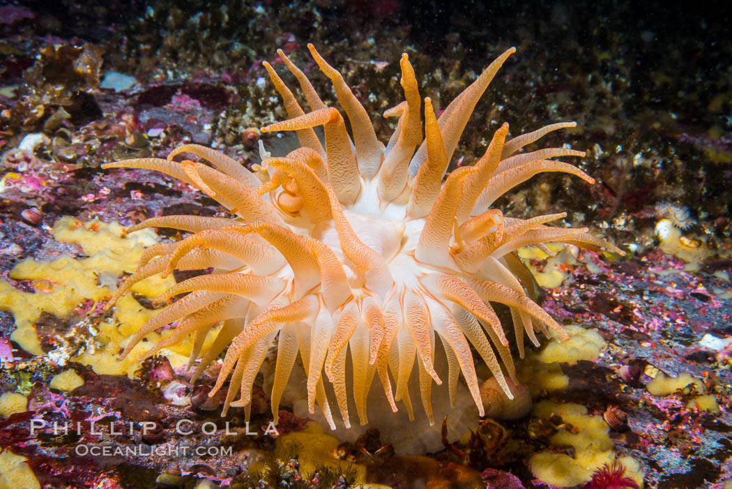 Beautiful Anemone on Rocky Reef near Vancouver Island, Queen Charlotte Strait, Browning Pass, Canada. British Columbia, natural history stock photograph, photo id 34362