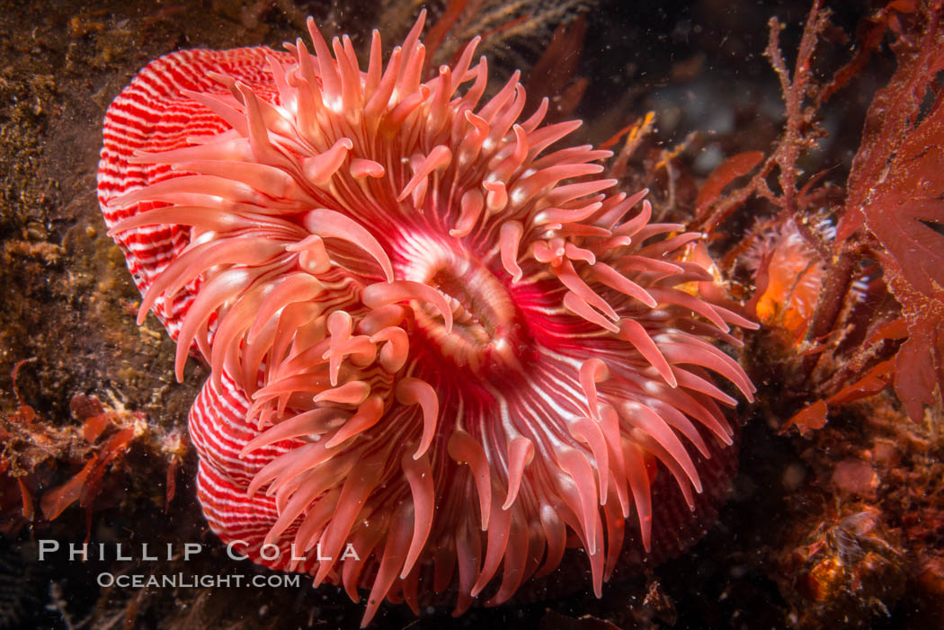 Beautiful Anemone on Rocky Reef near Vancouver Island, Queen Charlotte Strait, Browning Pass, Canada. British Columbia, natural history stock photograph, photo id 34418