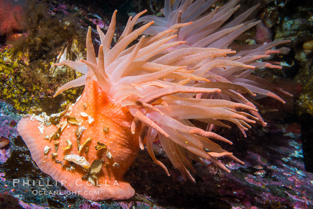 Beautiful Anemone on Rocky Reef near Vancouver Island, Queen Charlotte Strait, Browning Pass, Canada. British Columbia, natural history stock photograph, photo id 34422