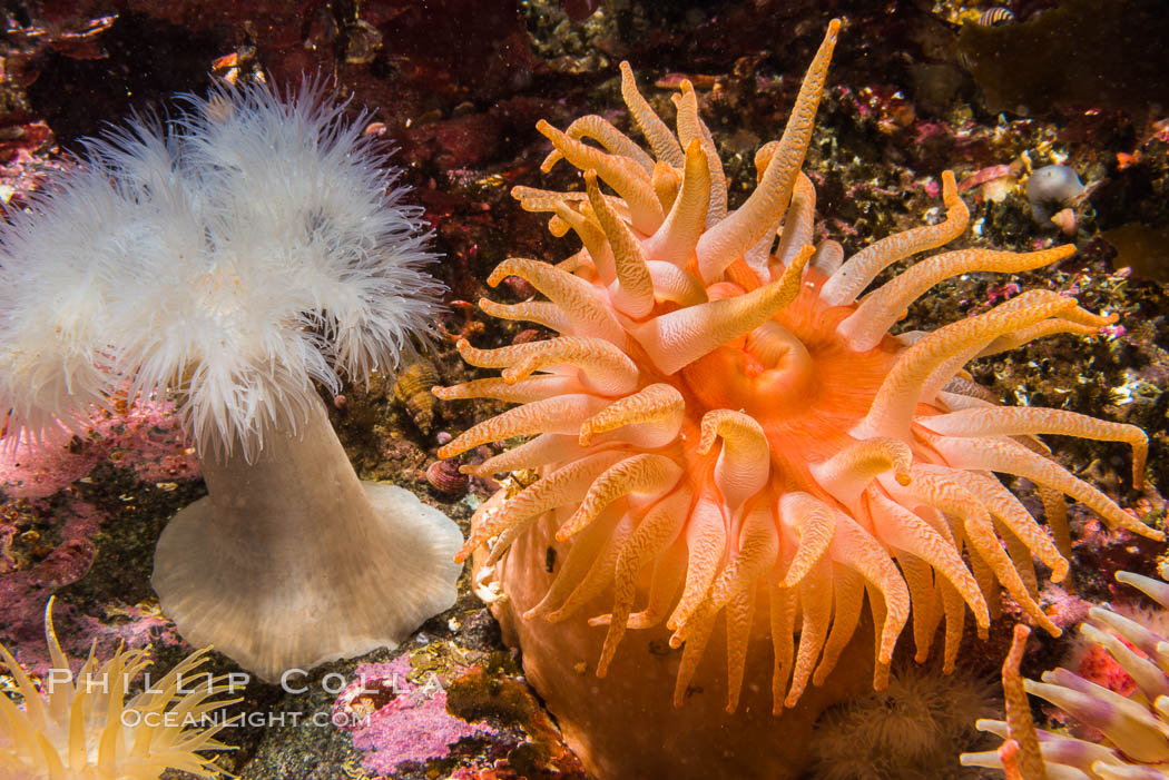 Beautiful Anemones on Rocky Reef near Vancouver Island, Queen Charlotte Strait, Browning Pass, Canada. British Columbia, natural history stock photograph, photo id 34360