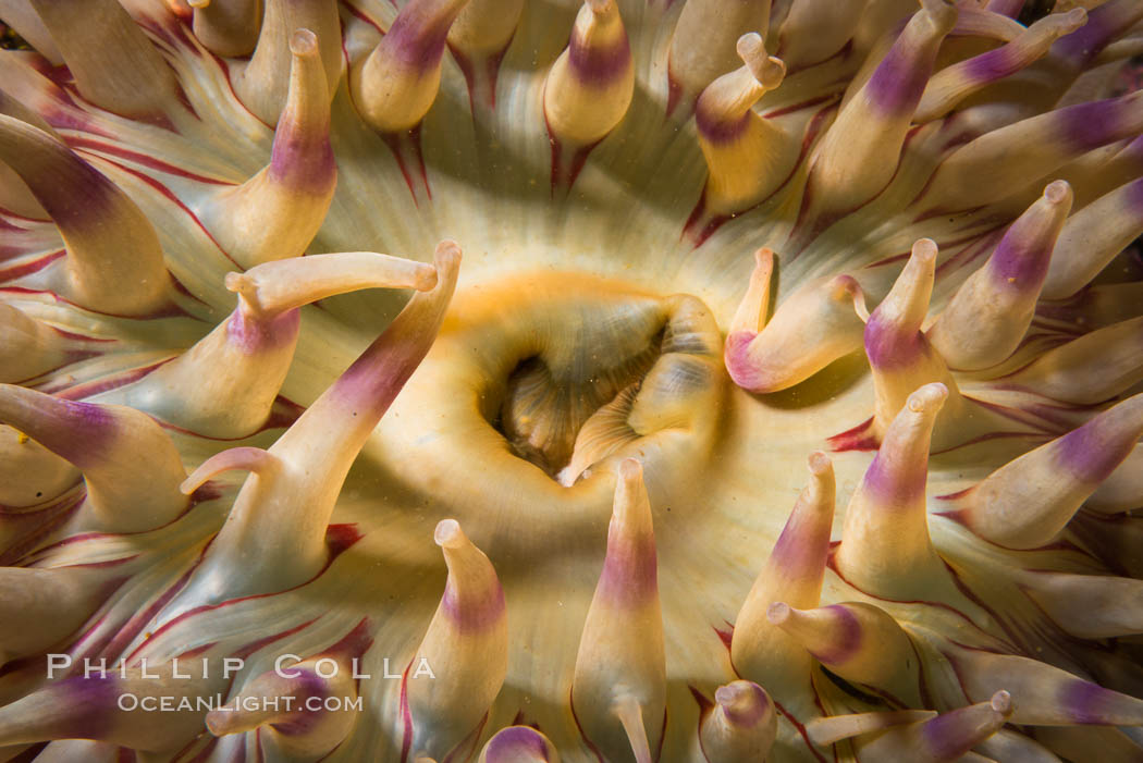 Beautiful Anemone on Rocky Reef near Vancouver Island, Queen Charlotte Strait, Browning Pass, Canada. British Columbia, natural history stock photograph, photo id 34420