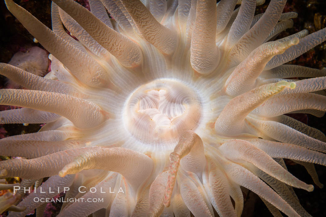 Beautiful Anemone on Rocky Reef near Vancouver Island, Queen Charlotte Strait, Browning Pass, Canada. British Columbia, natural history stock photograph, photo id 34339
