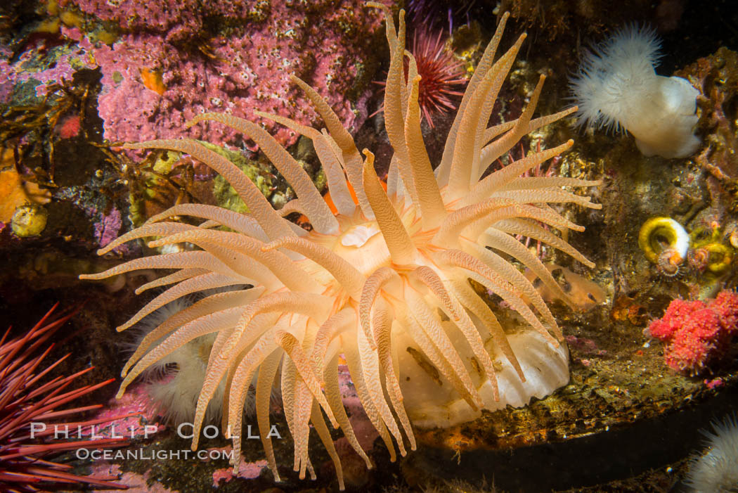 Beautiful Anemone on Rocky Reef near Vancouver Island, Queen Charlotte Strait, Browning Pass, Canada. British Columbia, natural history stock photograph, photo id 34359