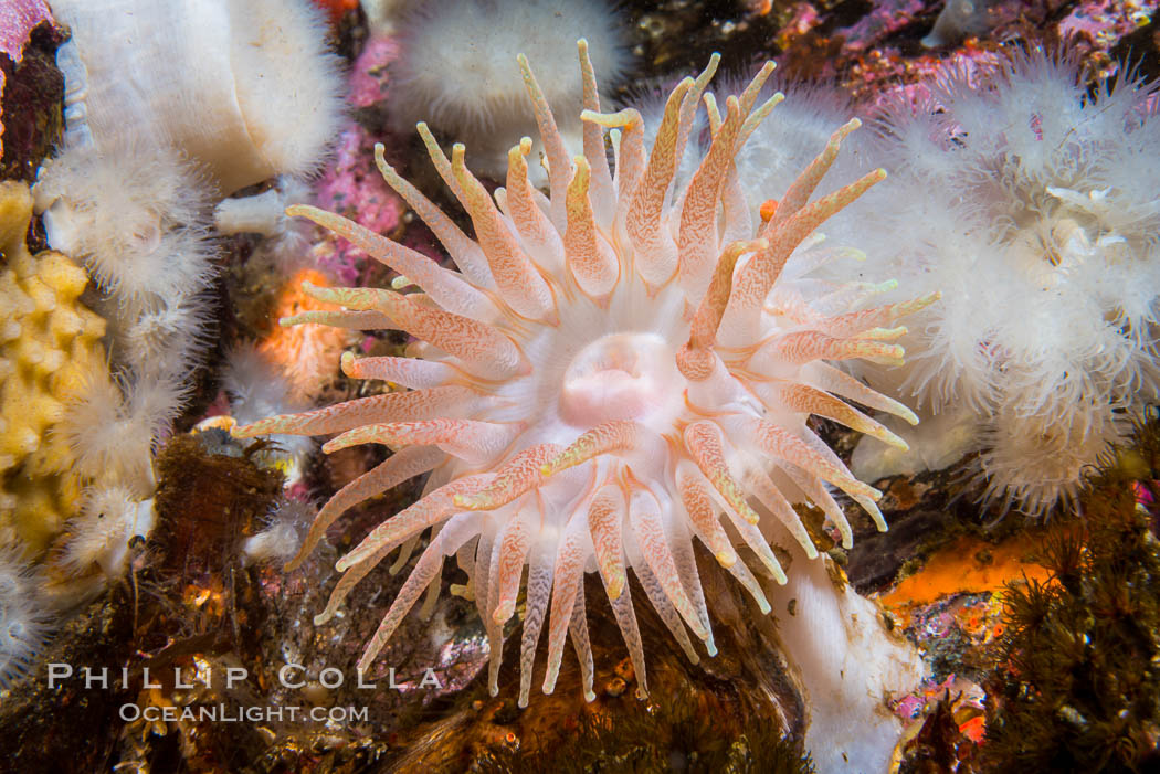 Beautiful Anemones on Rocky Reef near Vancouver Island, Queen Charlotte Strait, Browning Pass, Canada. British Columbia, natural history stock photograph, photo id 34363