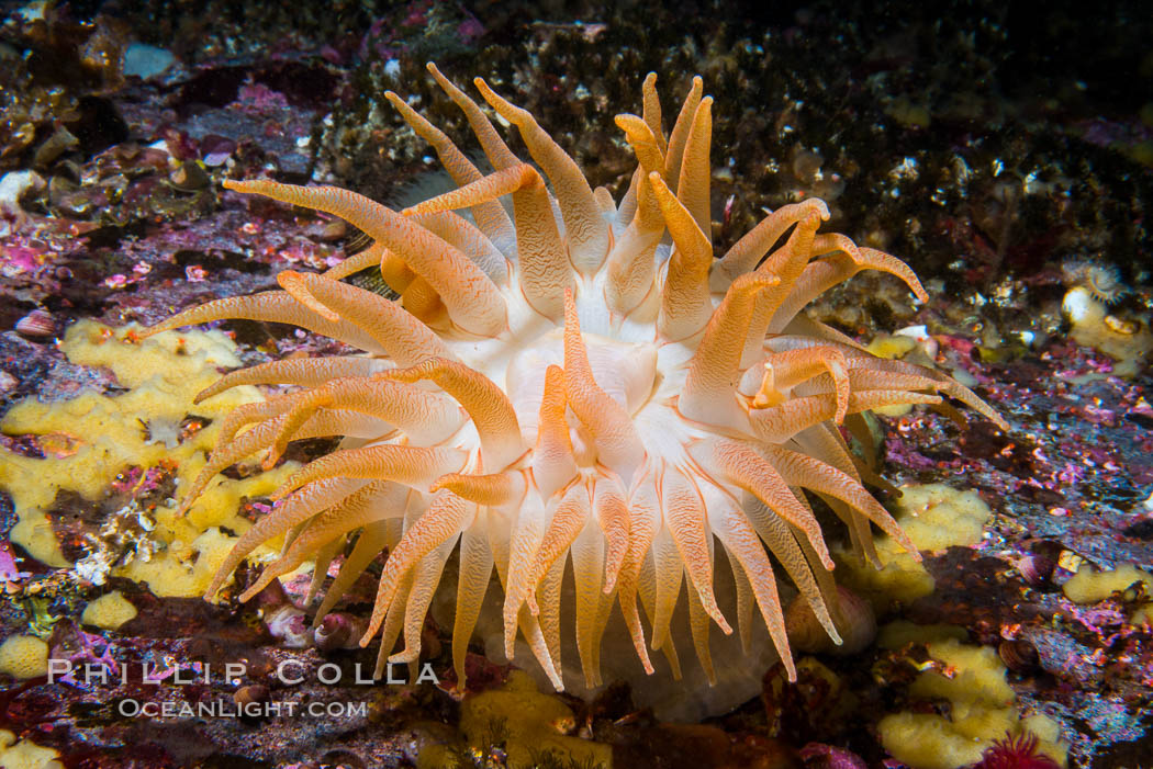 Beautiful Anemone on Rocky Reef near Vancouver Island, Queen Charlotte Strait, Browning Pass, Canada. British Columbia, natural history stock photograph, photo id 34423