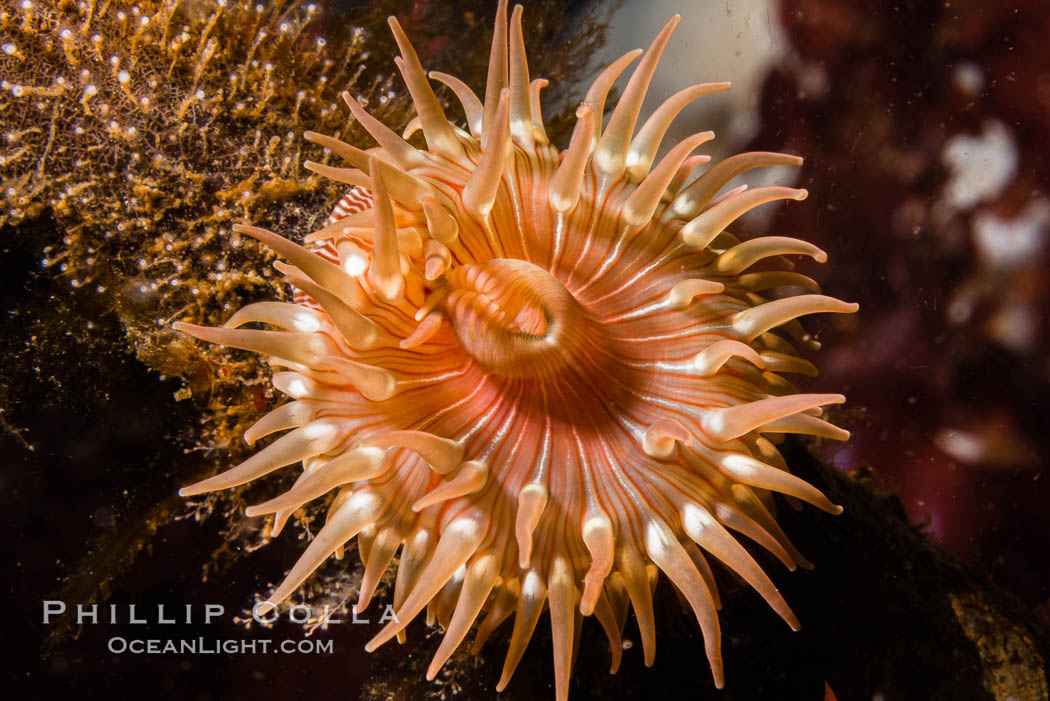 Beautiful Anemone on Rocky Reef near Vancouver Island, Queen Charlotte Strait, Browning Pass, Canada. British Columbia, natural history stock photograph, photo id 34417