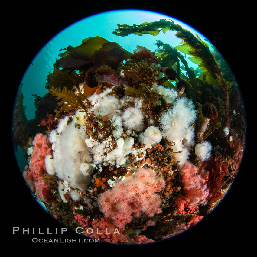 Beautiful tableau of cold water invetebrate life on a Vancouver Island reef, Browning Pass. British Columbia, Canada, natural history stock photograph, photo id 35298