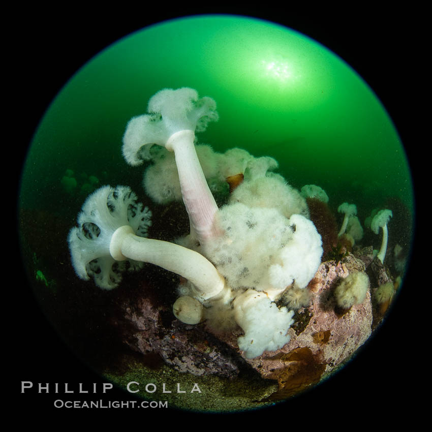 Beautiful tableau of cold water invetebrate life on a Vancouver Island reef, Browning Pass. British Columbia, Canada, Metridium farcimen, natural history stock photograph, photo id 35302