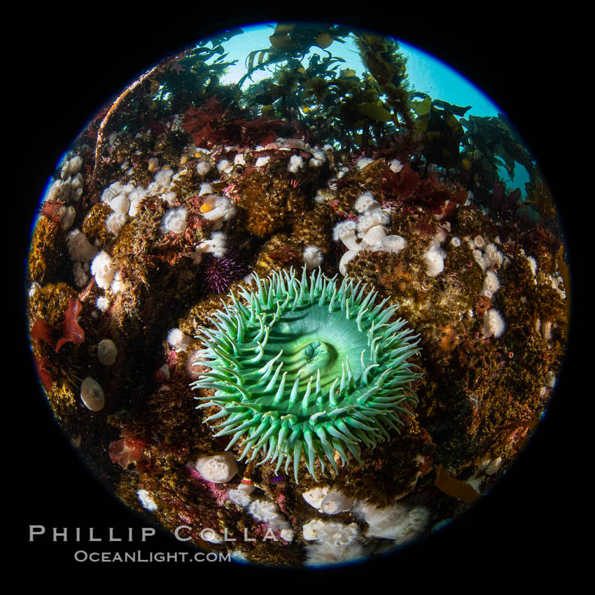 Beautiful tableau of cold water invetebrate life on a Vancouver Island reef, Browning Pass. British Columbia, Canada, natural history stock photograph, photo id 35362