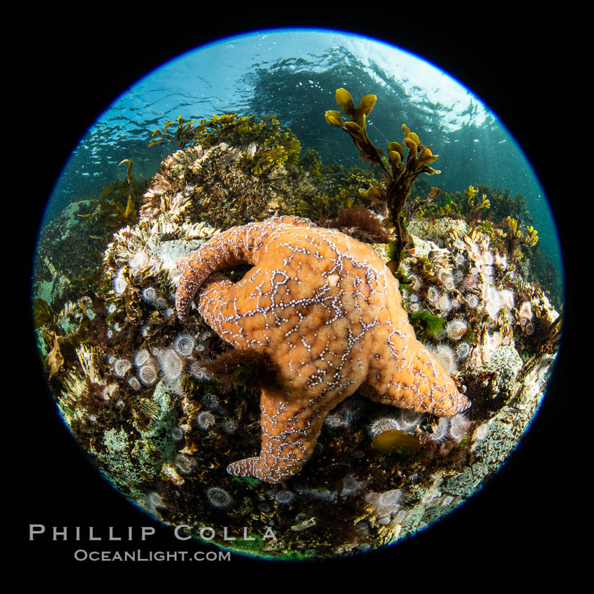 Beautiful tableau of cold water invetebrate life on a Vancouver Island reef, Browning Pass. British Columbia, Canada, natural history stock photograph, photo id 35365