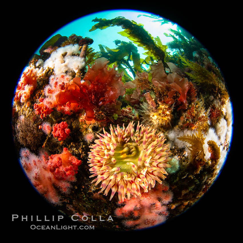 Beautiful tableau of cold water invetebrate life on a Vancouver Island reef, Browning Pass. British Columbia, Canada, natural history stock photograph, photo id 35429