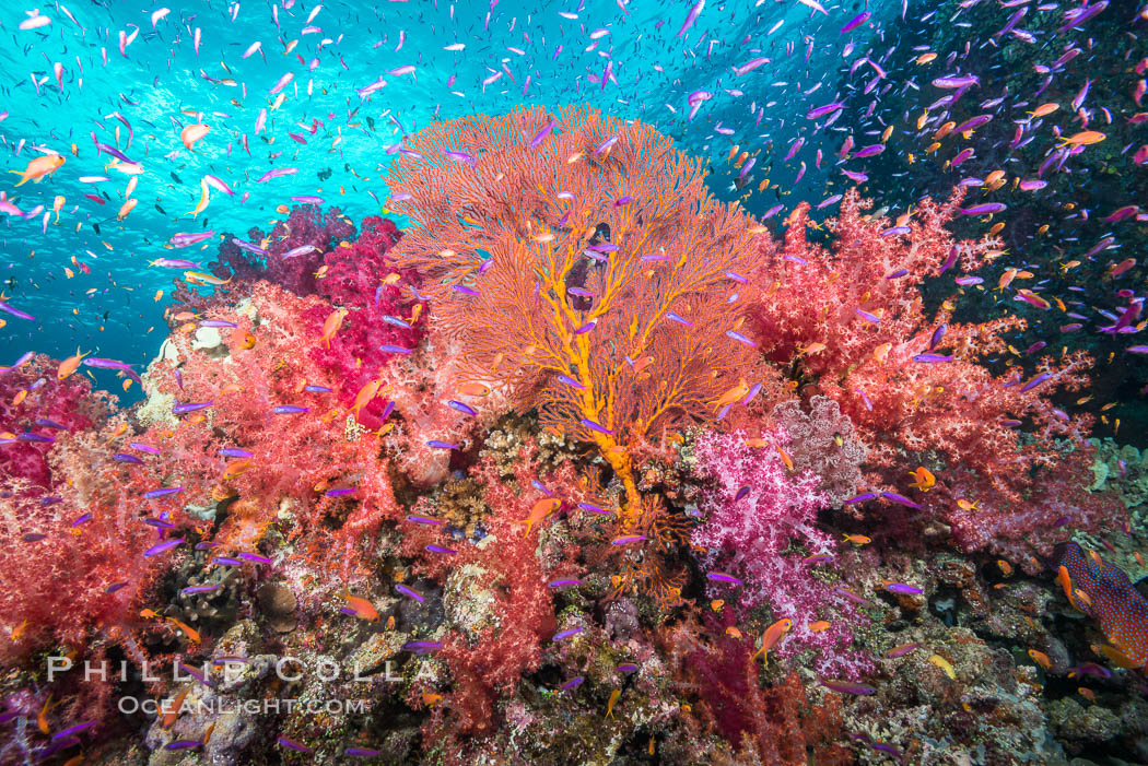 Beautiful tropical reef in Fiji. The reef is covered with dendronephthya soft corals and sea fan gorgonians, with schooling Anthias fishes swimming against a strong current. Gau Island, Lomaiviti Archipelago, Dendronephthya, Gorgonacea, Pseudanthias, natural history stock photograph, photo id 31328