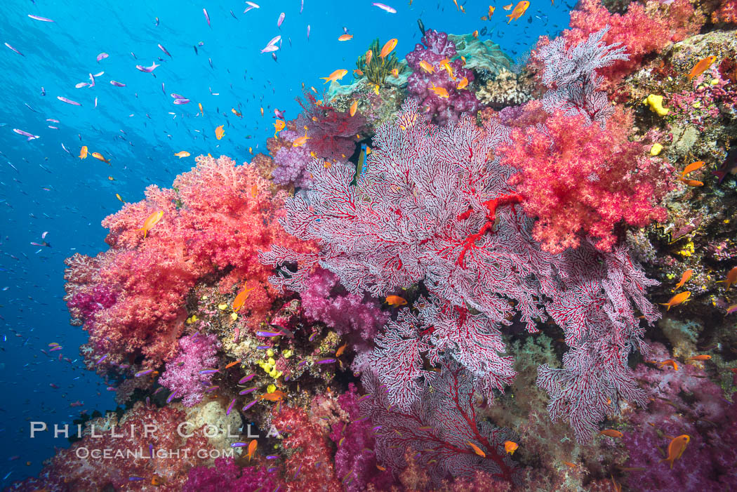 Beautiful tropical reef in Fiji. The reef is covered with dendronephthya soft corals and sea fan gorgonians, with schooling Anthias fishes swimming against a strong current. Namena Marine Reserve, Namena Island, Dendronephthya, Gorgonacea, Pseudanthias, natural history stock photograph, photo id 31401