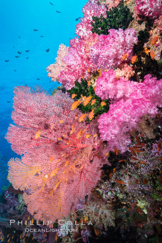 Beautiful tropical reef in Fiji. The reef is covered with dendronephthya soft corals and sea fan gorgonians, with schooling Anthias fishes swimming against a strong current. Vatu I Ra Passage, Bligh Waters, Viti Levu  Island, Dendronephthya, Gorgonacea, Pseudanthias, natural history stock photograph, photo id 31469