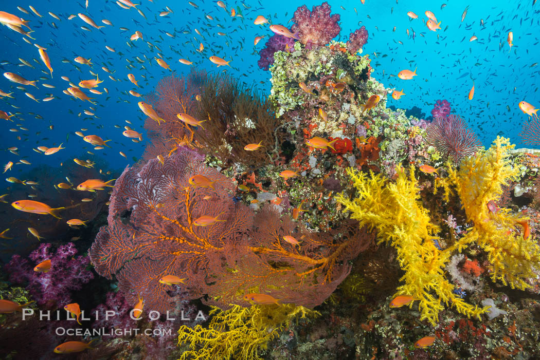 Beautiful tropical reef in Fiji. The reef is covered with dendronephthya soft corals and sea fan gorgonians, with schooling Anthias fishes swimming against a strong current., Dendronephthya, Gorgonacea, Pseudanthias, natural history stock photograph, photo id 31613