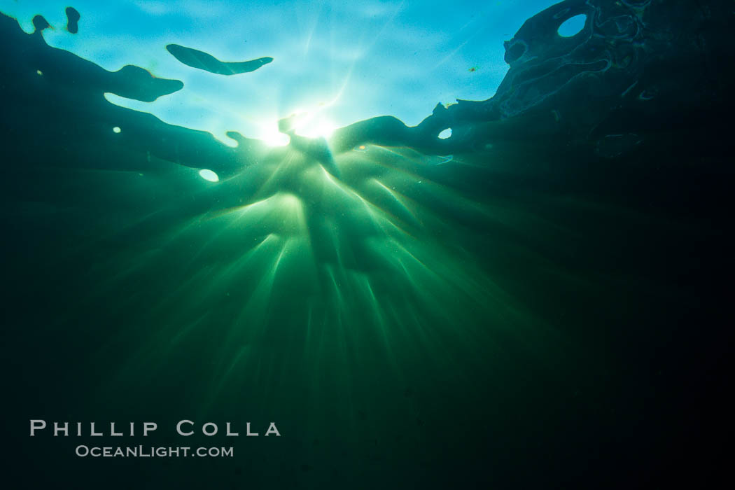 Beautiful underwater sunburst, glittering light through the ocean surface, Sea of Cortez, Baja California, Mexico., natural history stock photograph, photo id 27562
