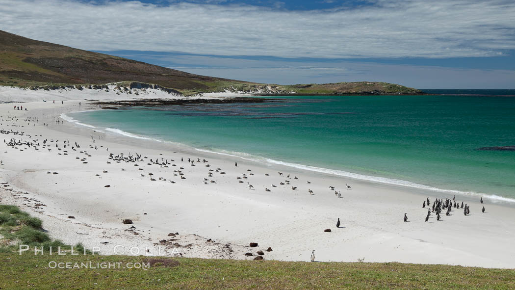 Beautiful white sand beach, on the southern tip of Carcass Island, with gentoo and Magellanic penguins coming and going to sea. Falkland Islands, United Kingdom, Spheniscus magellanicus, natural history stock photograph, photo id 24010