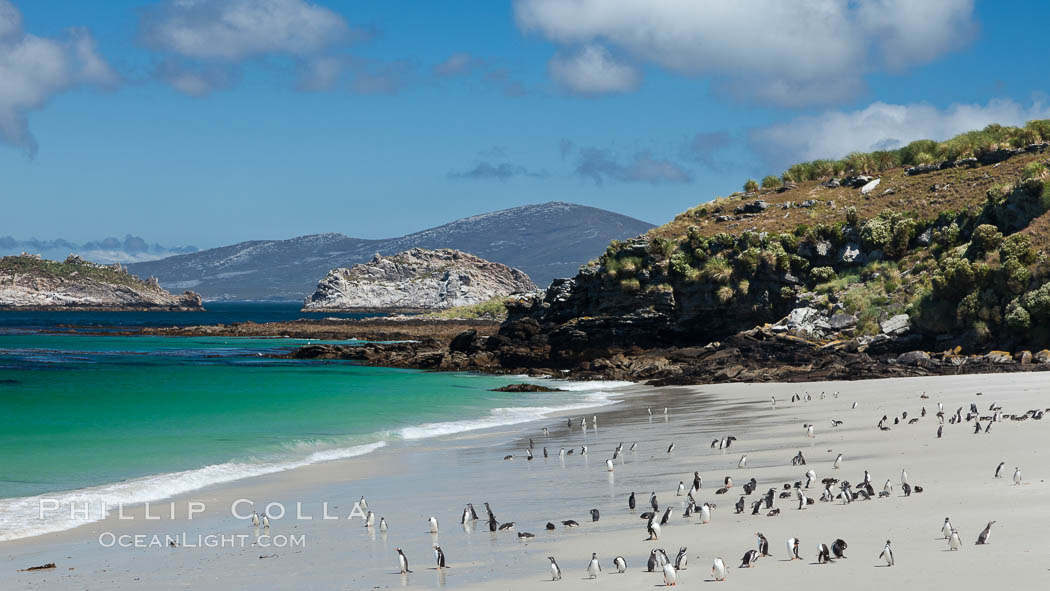 Beautiful white sand beach, on the southern tip of Carcass Island, with gentoo and Magellanic penguins coming and going to sea. Falkland Islands, United Kingdom, Spheniscus magellanicus, natural history stock photograph, photo id 24060