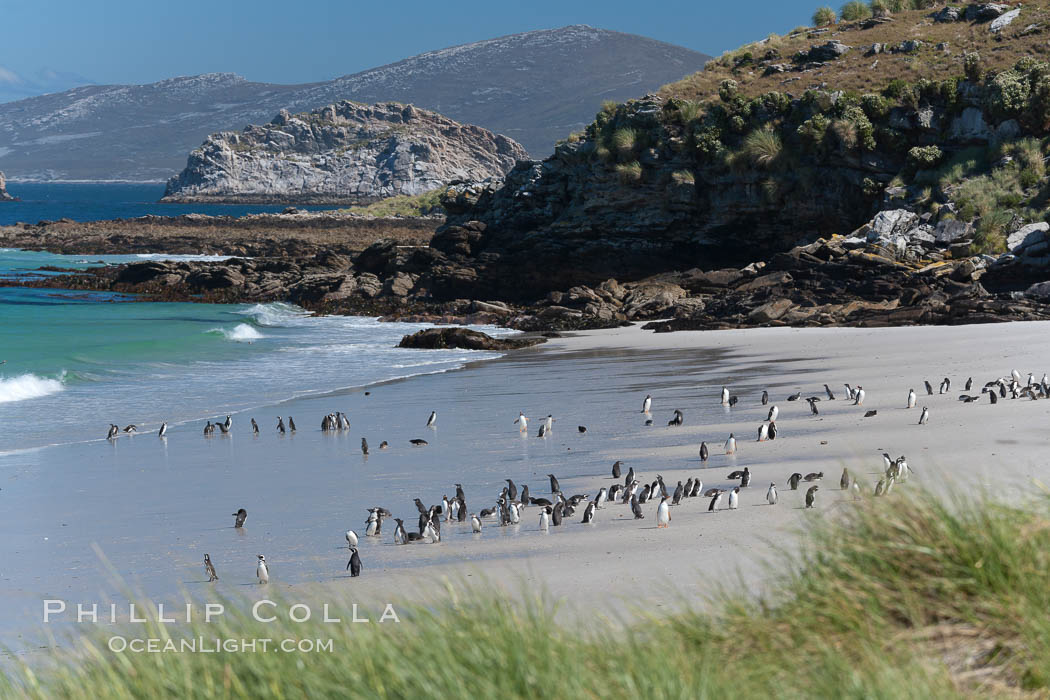 Beautiful white sand beach, on the southern tip of Carcass Island, with gentoo and Magellanic penguins coming and going to sea. Falkland Islands, United Kingdom, Spheniscus magellanicus, natural history stock photograph, photo id 24055