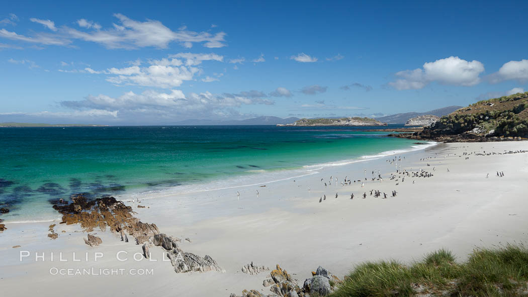 Beautiful white sand beach, on the southern tip of Carcass Island, with gentoo and Magellanic penguins coming and going to sea. Falkland Islands, United Kingdom, Spheniscus magellanicus, natural history stock photograph, photo id 24009