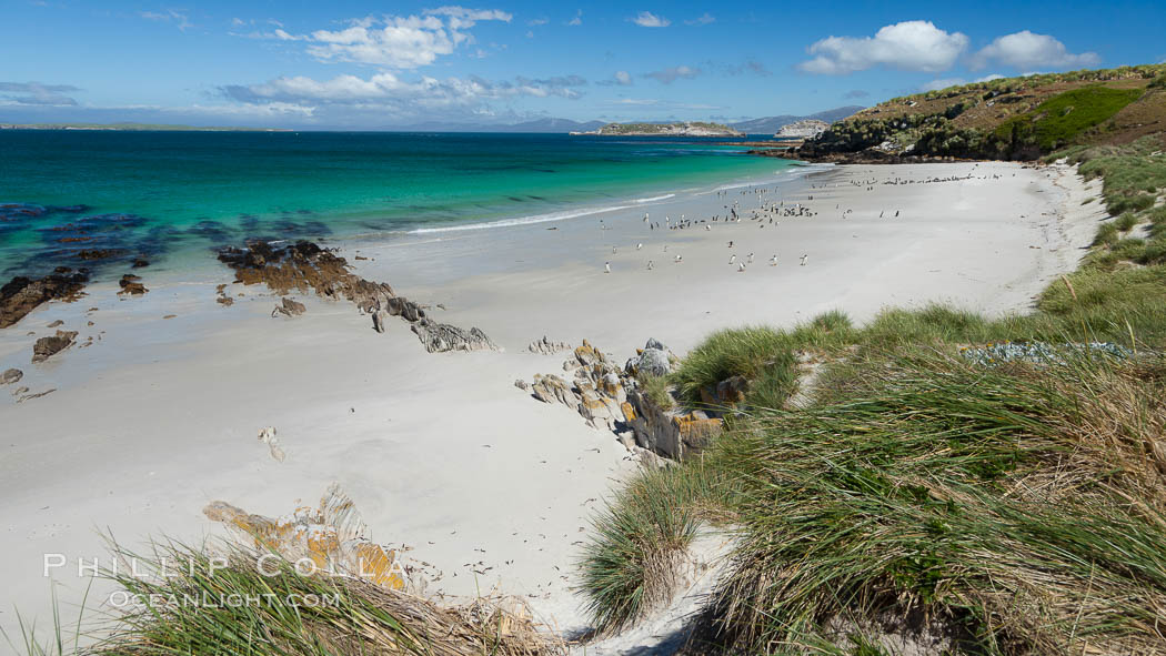 Beautiful white sand beach, on the southern tip of Carcass Island, with gentoo and Magellanic penguins coming and going to sea. Falkland Islands, United Kingdom, Spheniscus magellanicus, natural history stock photograph, photo id 24061