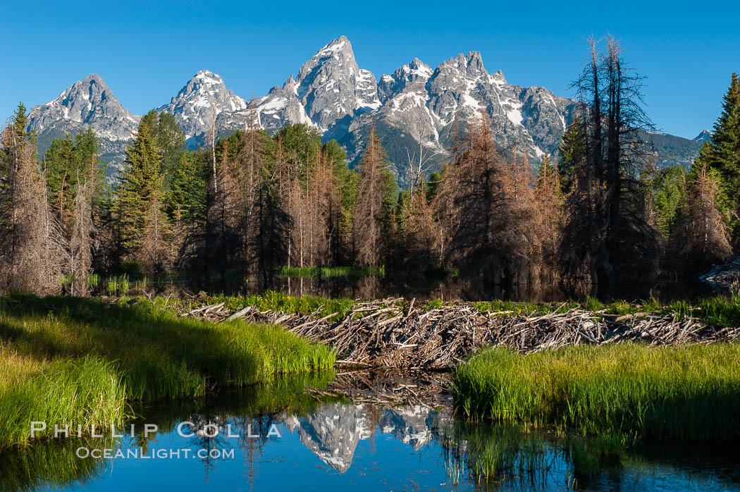 A beaver dam floods a sidewater of the Snake River, creating a pond near Schwabacher Landing. Grand Teton National Park, Wyoming, USA, Castor canadensis, natural history stock photograph, photo id 07340