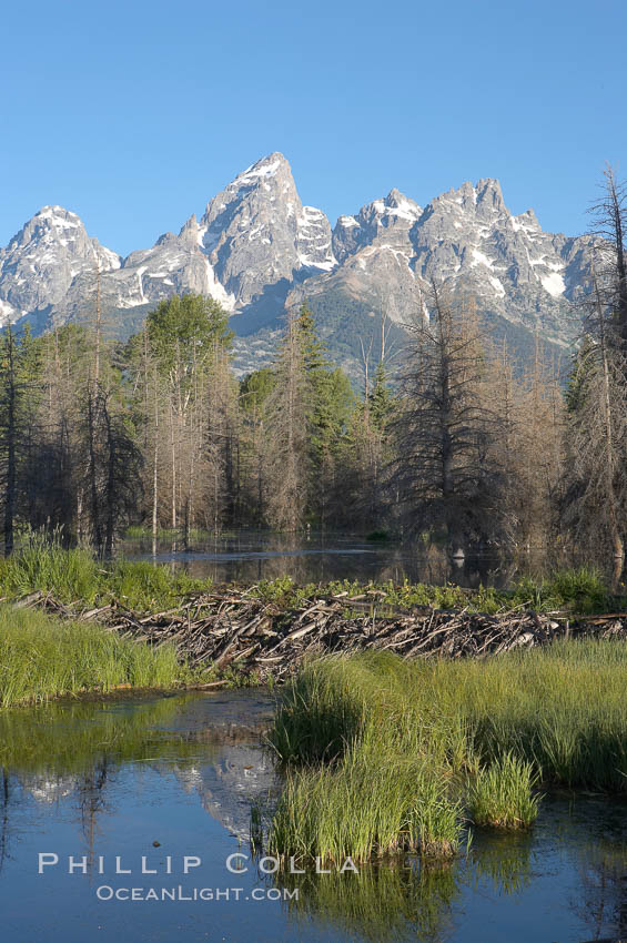 A beaver dam across a sidwater of the Snake River with the Teton Range seen behind. Schwabacher Landing, Grand Teton National Park, Wyoming, USA, Castor canadensis, natural history stock photograph, photo id 12988