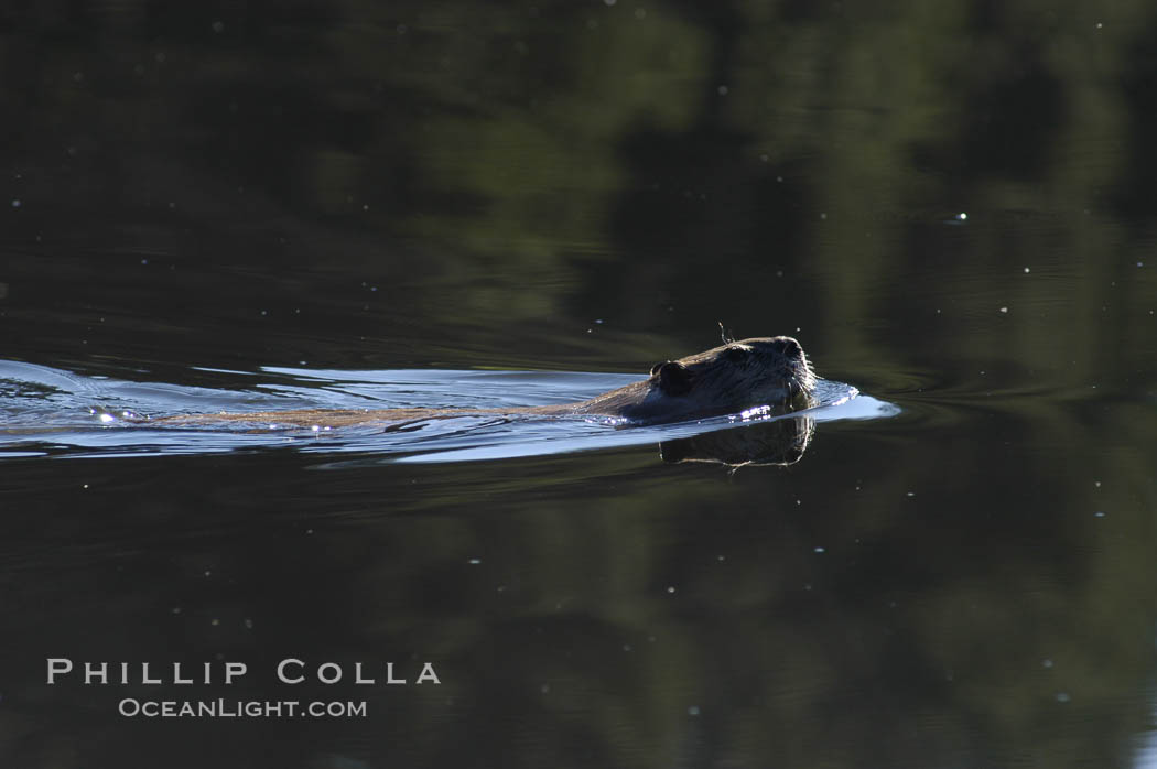 A beaver swims on Heron Pond. Grand Teton National Park, Wyoming, USA, Castor canadensis, natural history stock photograph, photo id 07338