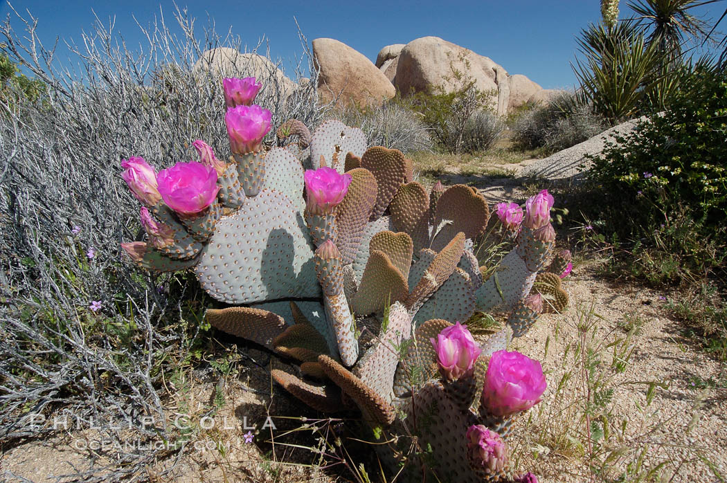 Beavertail cactus in springtime bloom. Joshua Tree National Park, California, USA, Opuntia basilaris, natural history stock photograph, photo id 09094