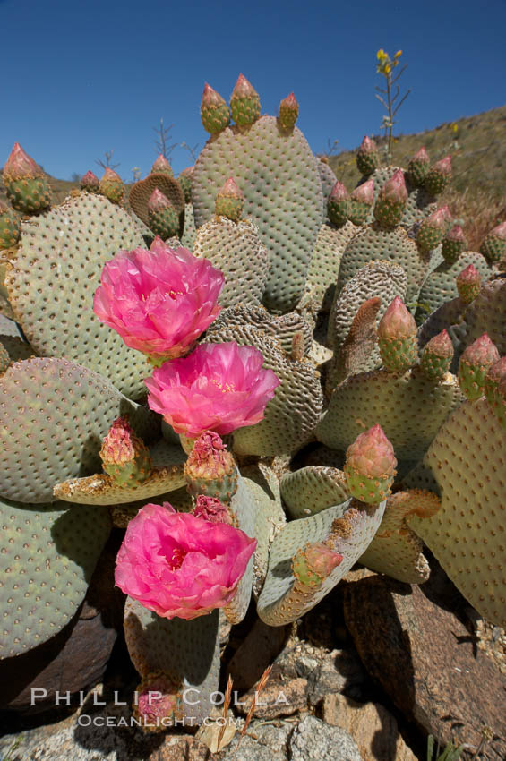 Beavertail cactus blooms in spring. Joshua Tree National Park, California, USA, Opuntia basilaris, natural history stock photograph, photo id 11930