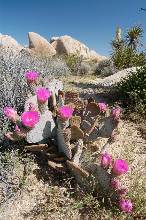 Beavertail cactus in springtime bloom. Joshua Tree National Park, California, USA, Opuntia basilaris, natural history stock photograph, photo id 09095