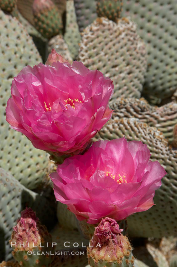 Beavertail cactus blooms in spring. Joshua Tree National Park, California, USA, Opuntia basilaris, natural history stock photograph, photo id 11931