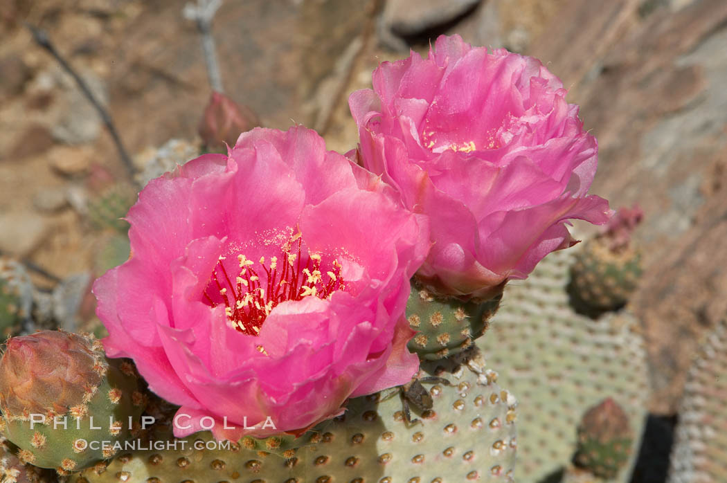 Beavertail cactus blooms in spring. Joshua Tree National Park, California, USA, Opuntia basilaris, natural history stock photograph, photo id 11933