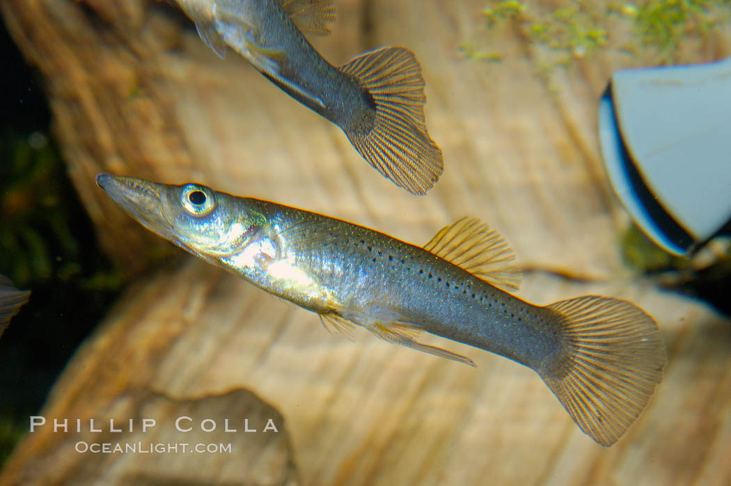 Topminnow, a freshwater fish native to central America., Belonesox belizanus, natural history stock photograph, photo id 09796