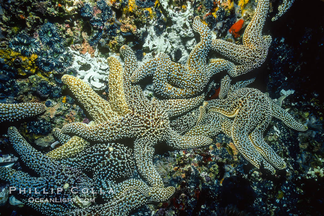 Ben's Rock, Baja California, Mexico., natural history stock photograph, photo id 36191