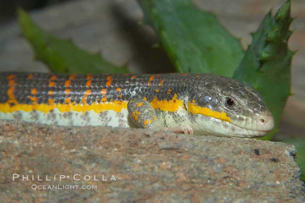 Berbers skink., Eumeces schneideri algeriensis, natural history stock photograph, photo id 14685