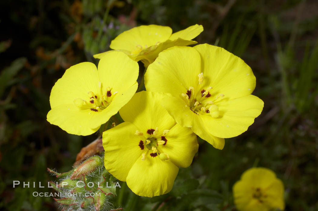 Bermuda buttercup, Batiquitos Lagoon, Carlsbad. California, USA, Oxalis pes-caprae, natural history stock photograph, photo id 11291