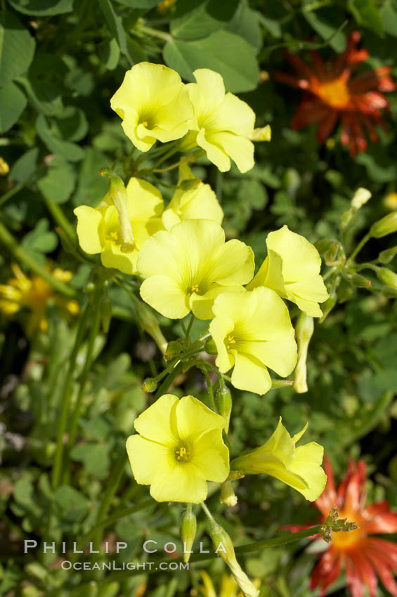 Bermuda buttercup, Batiquitos Lagoon, Carlsbad. California, USA, Oxalis pes-caprae, natural history stock photograph, photo id 11285