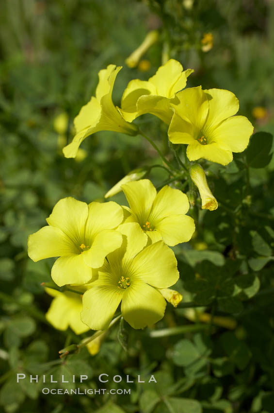 Bermuda buttercup, Batiquitos Lagoon, Carlsbad. California, USA, Oxalis pes-caprae, natural history stock photograph, photo id 11287